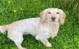 Cocker Spaniel dogs for stud: FTW Lemon Roan Cocker Dog - Image 4
