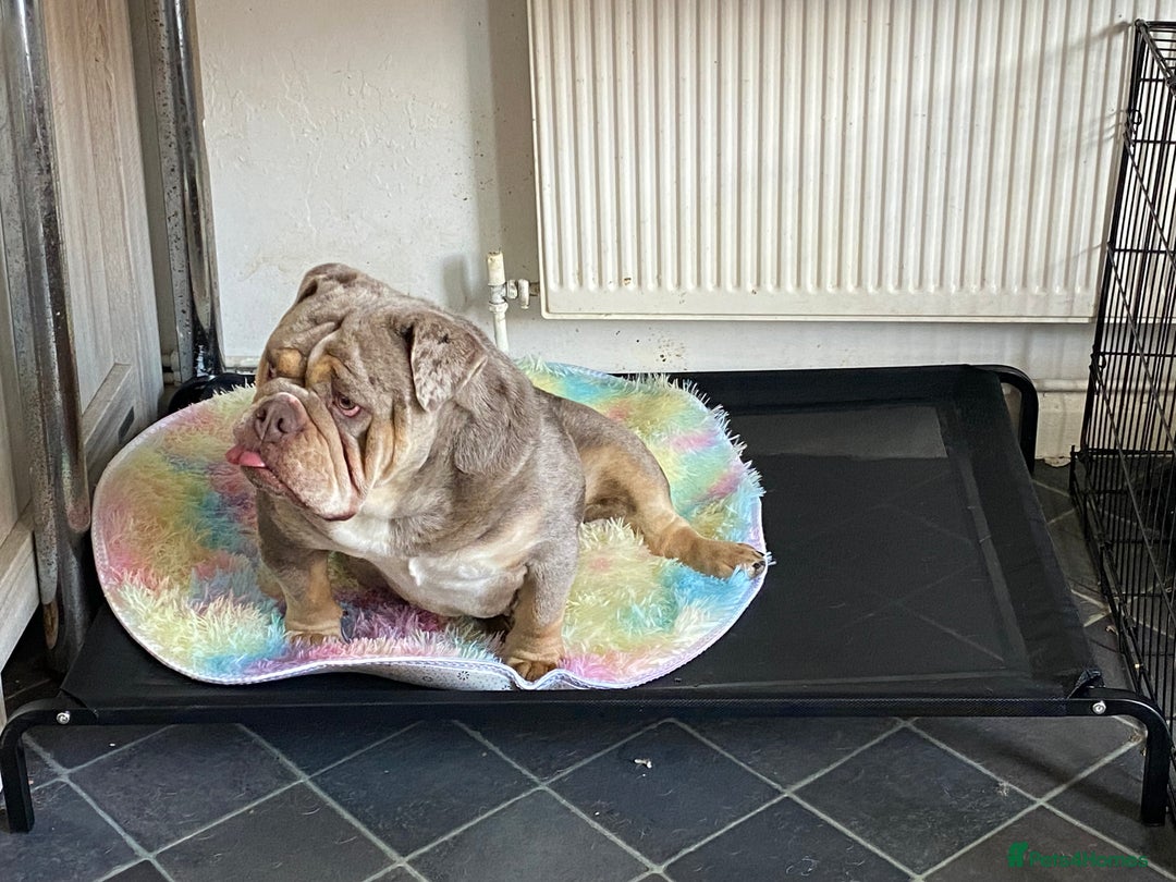 English Bulldog dogs for sale: English Bulldog Pair for Breeding - Image 16