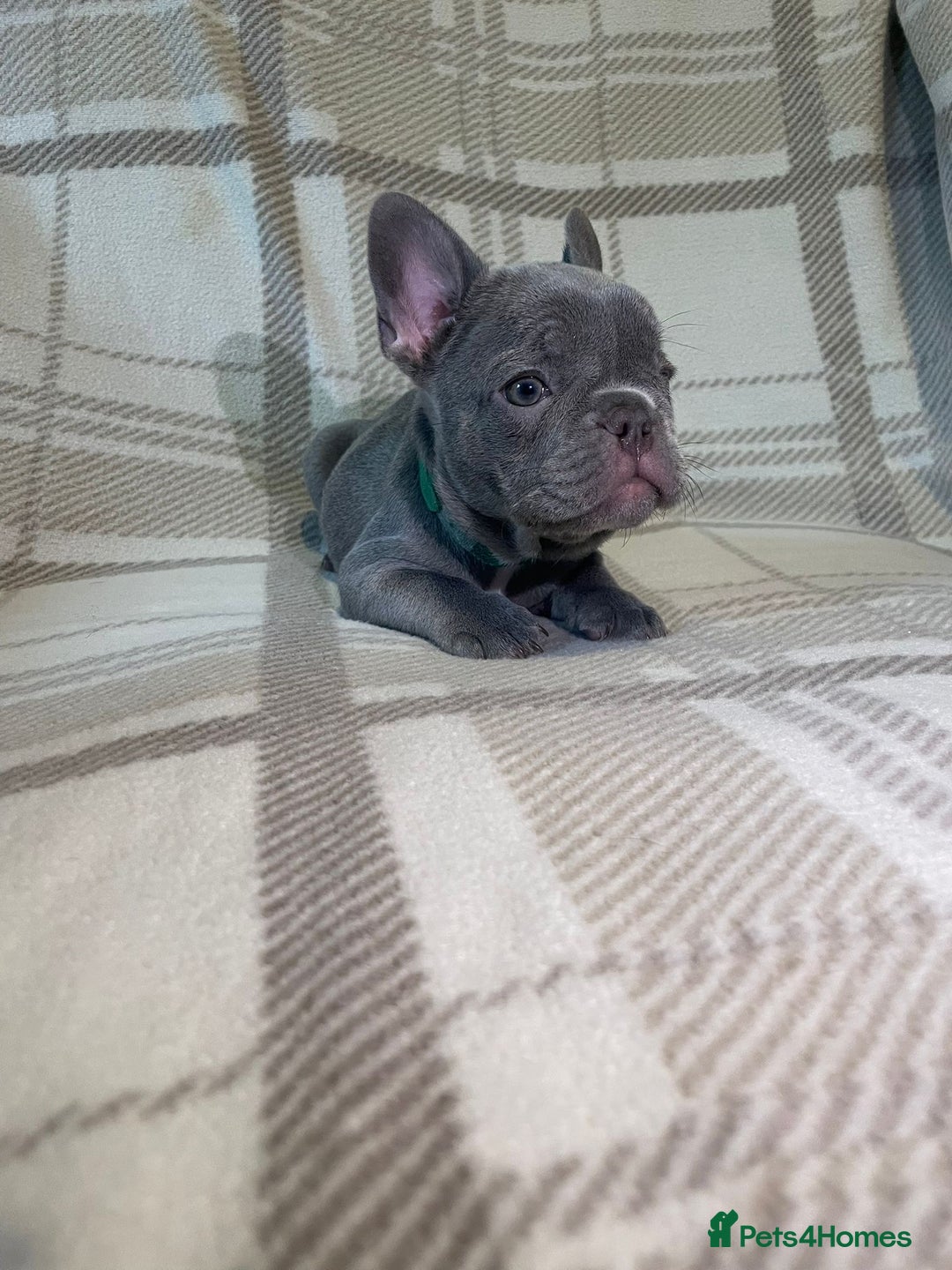 French Bulldog dogs for sale: Kc Reg Micro frenchies for sale - Image 10