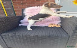 Fox Terrier dogs for sale: Kc rough haired fox terrier girl  - Image 2