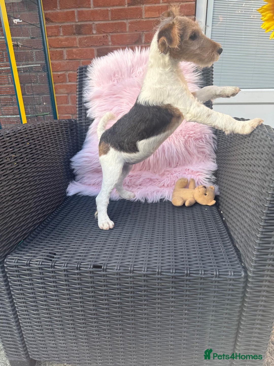 Fox Terrier dogs for sale: Kc rough haired fox terrier girl  - Image 2