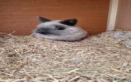 Netherland Dwarf rabbits for sale: Various Netherland Dwarfs available from £20 - Image 37