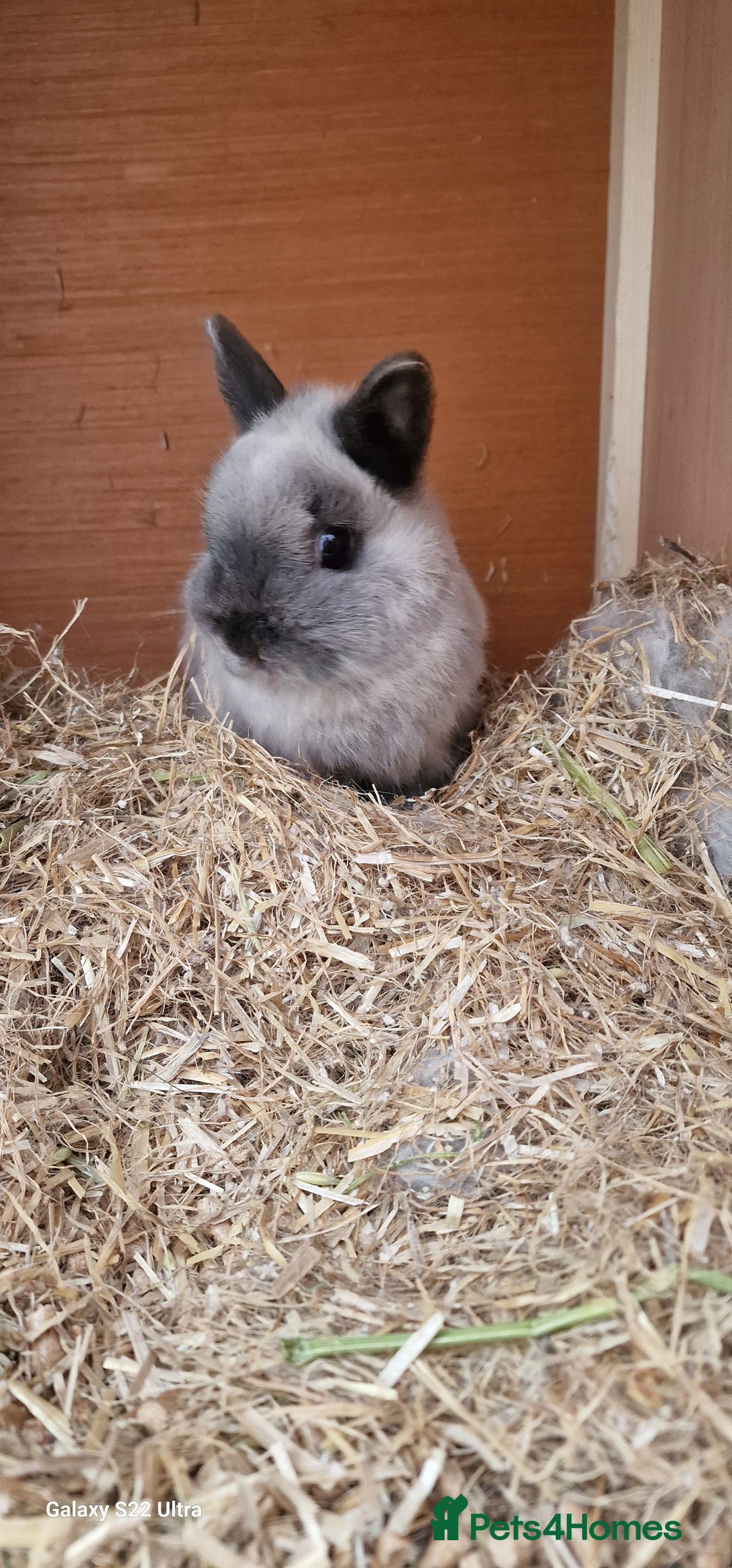 Netherland Dwarf rabbits for sale: Various Netherland Dwarfs available from £20 - Image 37