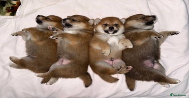 Japanese Shiba Inu dogs - Advert 3