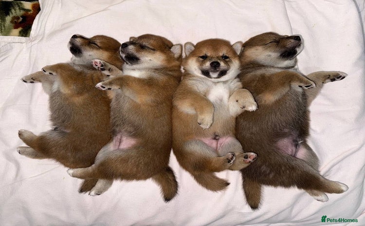 Japanese Shiba Inu dogs - Advert 1