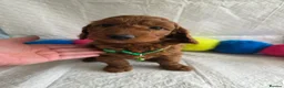 Irish Doodle dogs for sale: 👑Superb Rare Toy/Mini Deepest Red Irish Doodles👑 - Advert 14