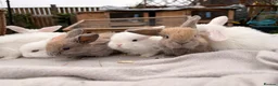 Mini Lop rabbits for sale: Mini lop babies and adults  - Advert 9