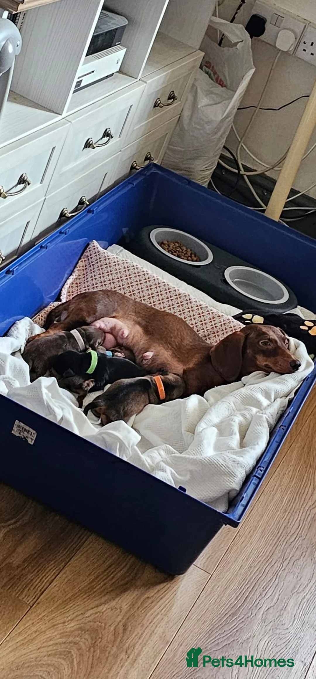 Miniature Dachshund dogs for sale: 4 BEAUTIFUL MINITURE DACHSHUNDS  - Advert 6