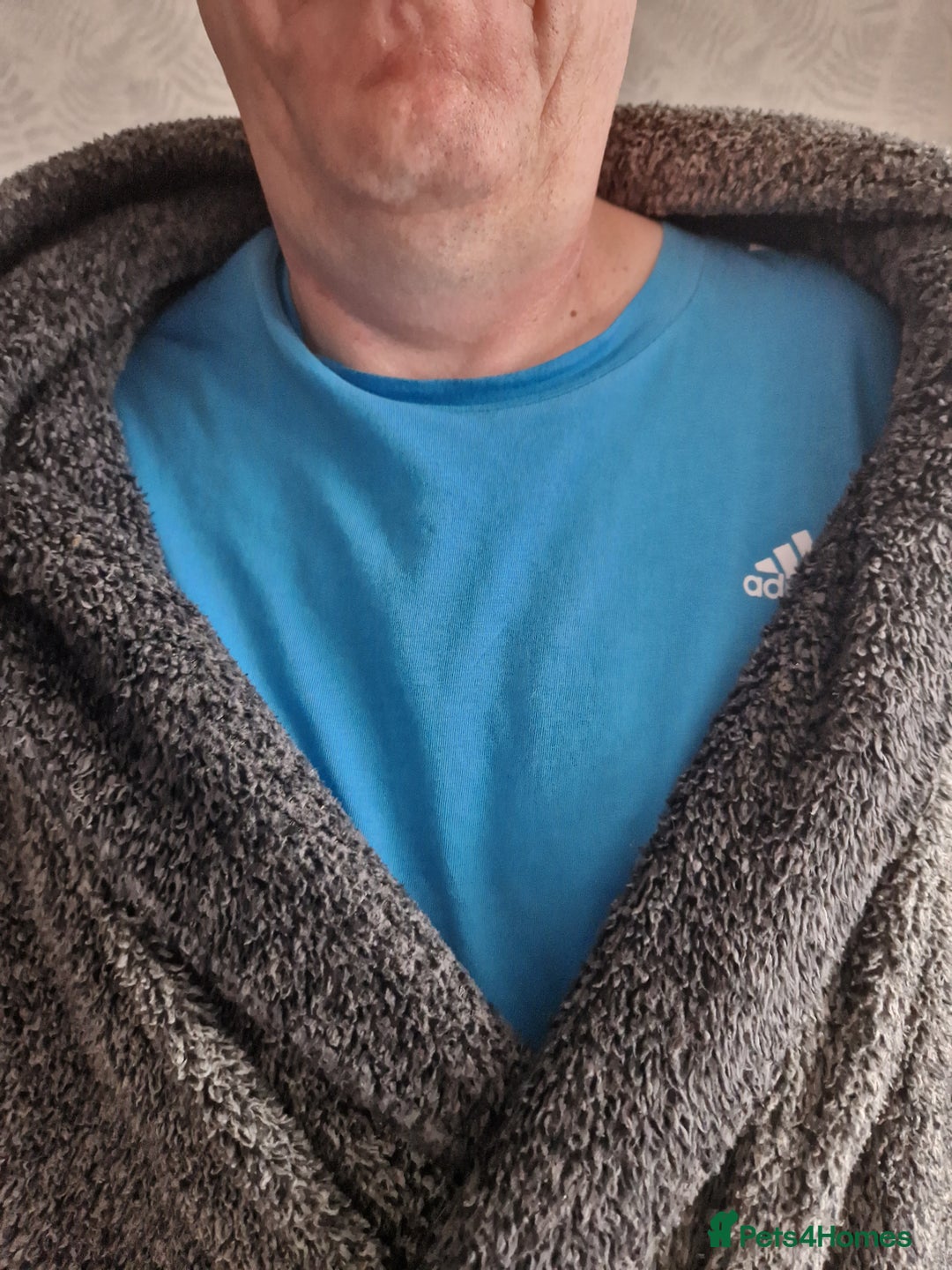 Bengal cats for sale: Walter, free to a good home  - Advert 8