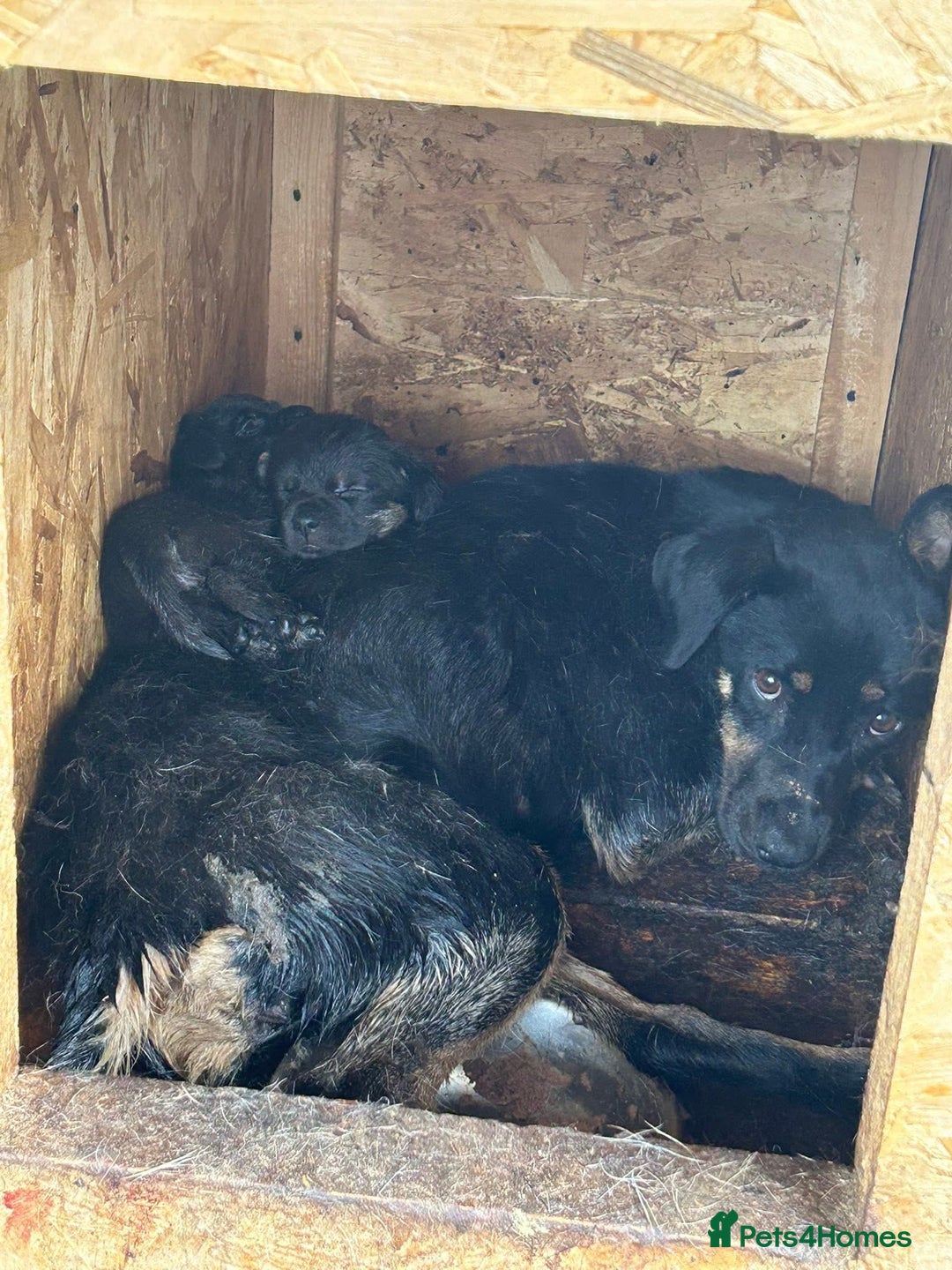 Mixed Breed dogs for adoption: Helen - Norwich Norfolk  - Advert 9