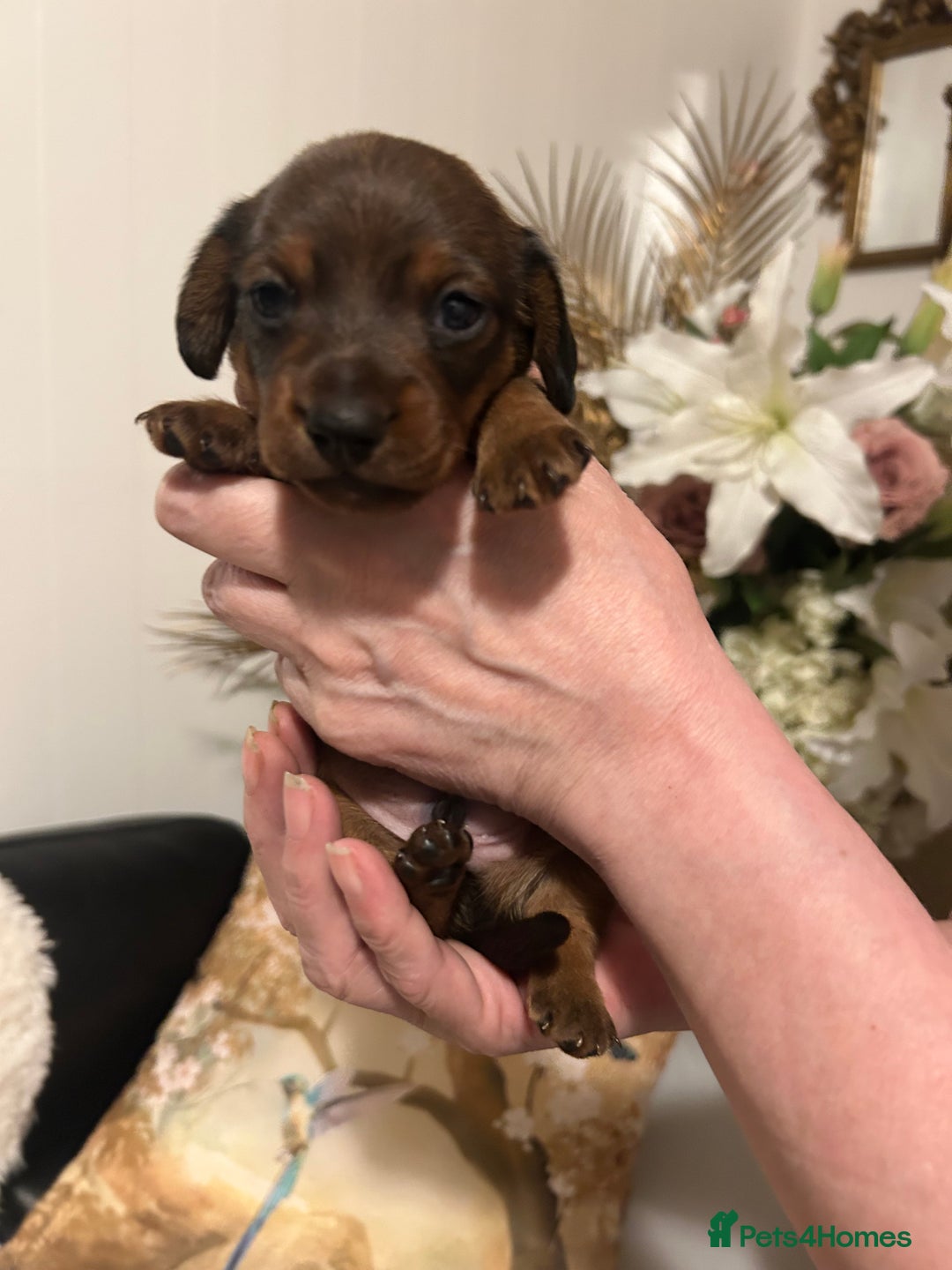 Miniature Dachshund dogs for sale: Kennel club registered litter of 4 pups - Image 8
