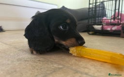 Miniature Dachshund dogs for sale: Adorable Longhaired Miniature Dachshund Puppies - Image 2