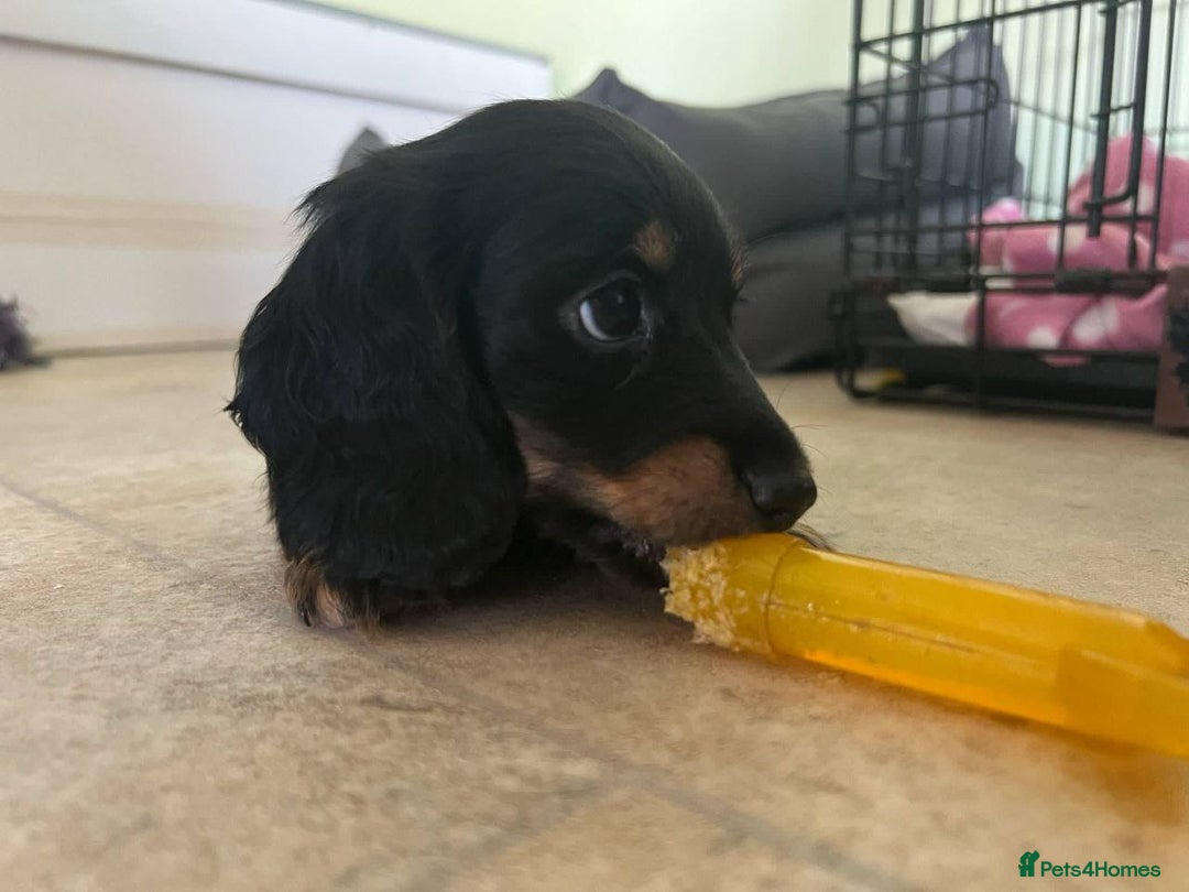 Miniature Dachshund dogs for sale: Adorable Longhaired Miniature Dachshund Puppies - Image 2