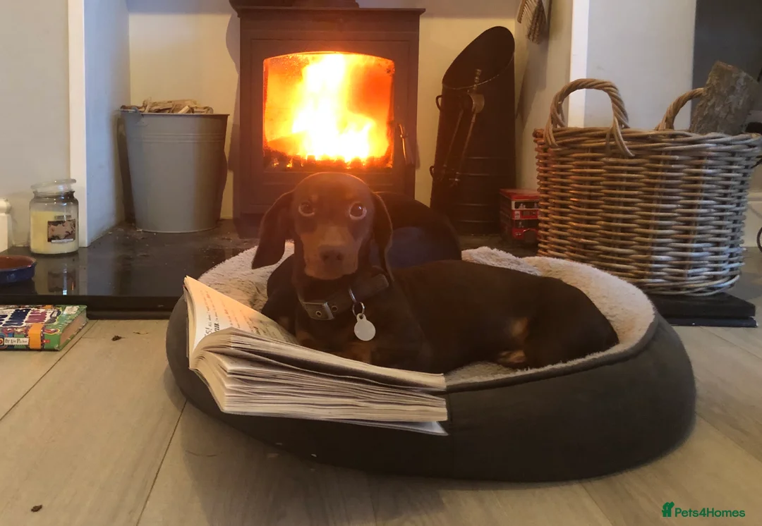 Miniature Dachshund dogs for stud: 4kg KC tiny expert STUD solid genes 100% record in Rochdale - Advert 4