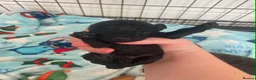 Toy Poodle dogs for sale: Gorgeous toy poodle puppies 🐶 for sale 😍  - Advert 6