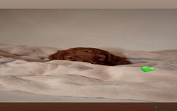 Cavapoo dogs for sale: 2 Beautiful F1B Cavapoo Boys Available!🩵 - Image 7