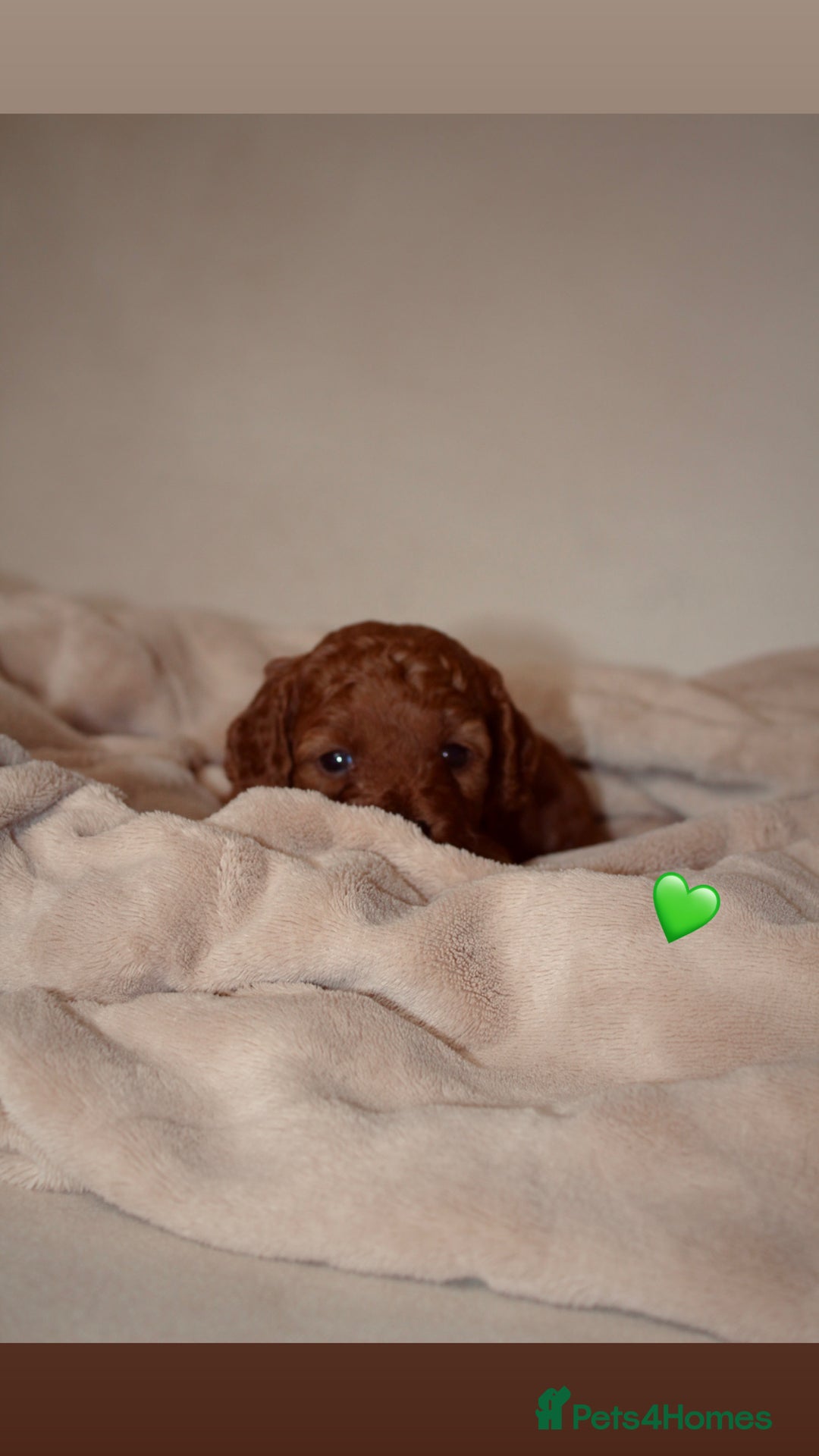 Cavapoo dogs for sale: 2 Beautiful F1B Cavapoo Boys Available!🩵 - Image 7