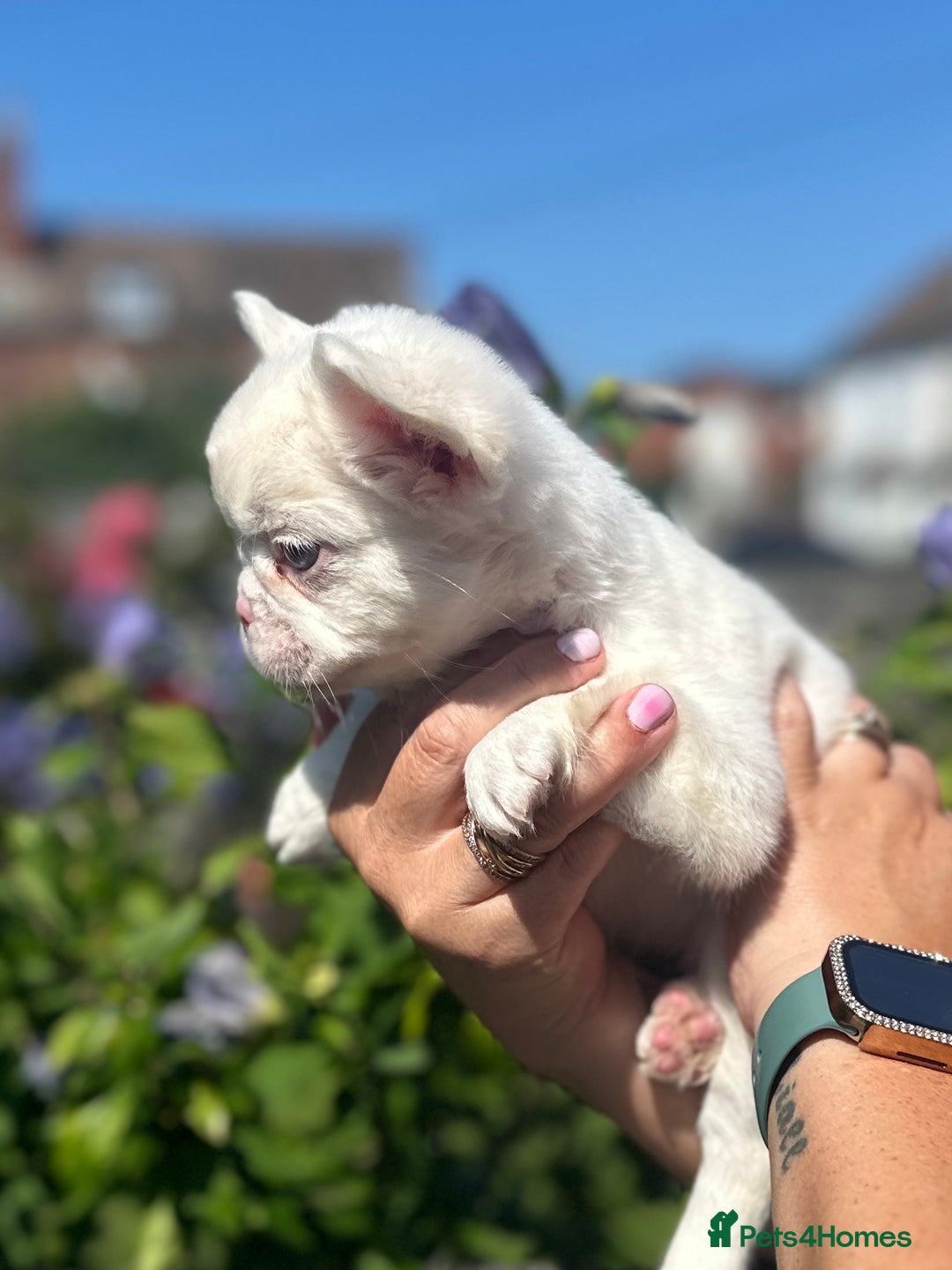 French Bulldog dogs for sale: Fluffy Frenchies - Image 9