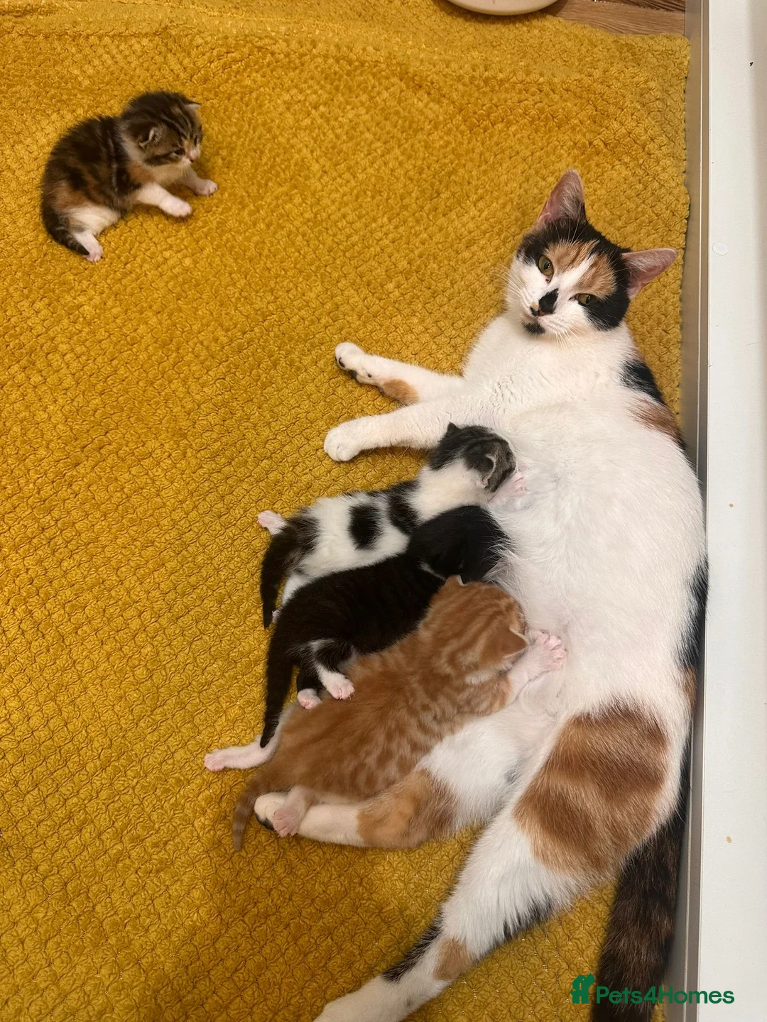 Mixed Breed cats for sale: Beautiful kittens for sale in London - Advert 1