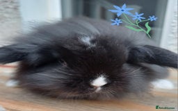 Mini Lion Lop rabbits for sale: Mini lion lops ready now 🥰 - Image 5