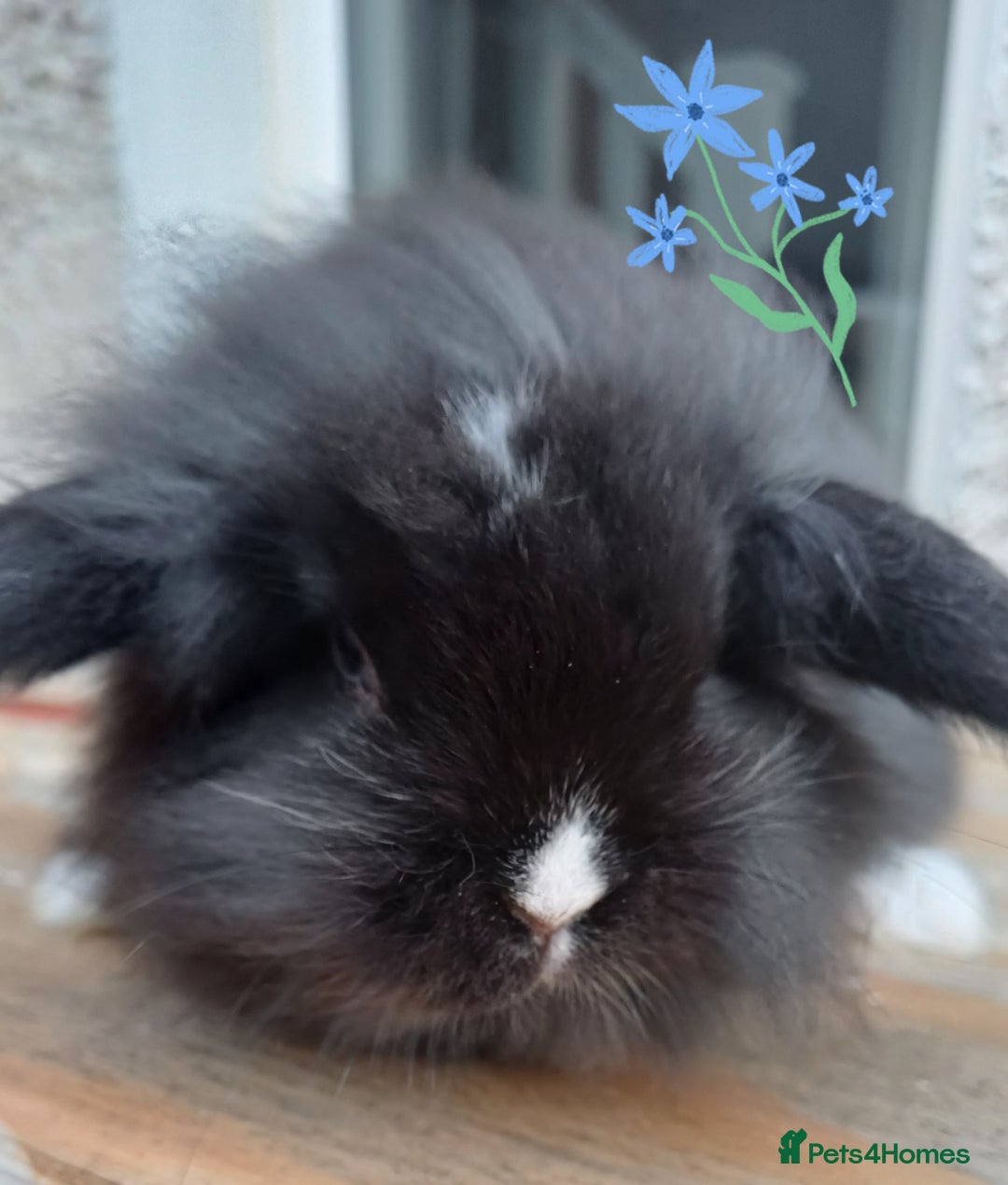 Mini Lion Lop rabbits for sale: Mini lion lops ready now 🥰 - Image 5