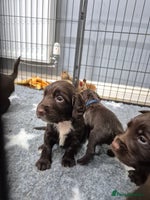 Cocker Spaniel dogs Cocker Spaniel Puppies, ready 22nd Dec! - Advert 11