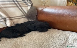 Cockapoo dogs for sale: Adorable cockapoo puppies  - Image 2