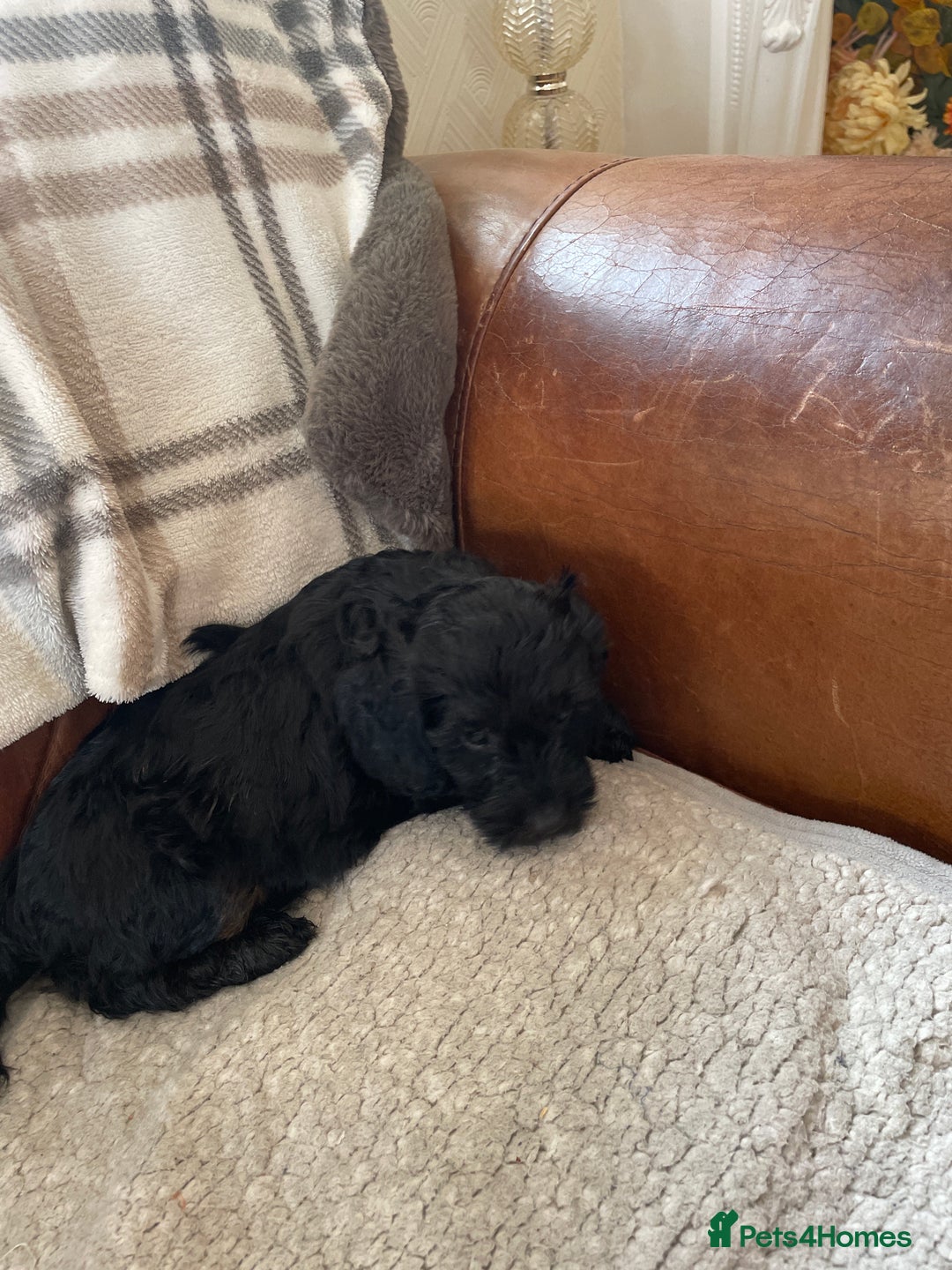 Cockapoo dogs for sale: Adorable cockapoo puppies  - Image 2