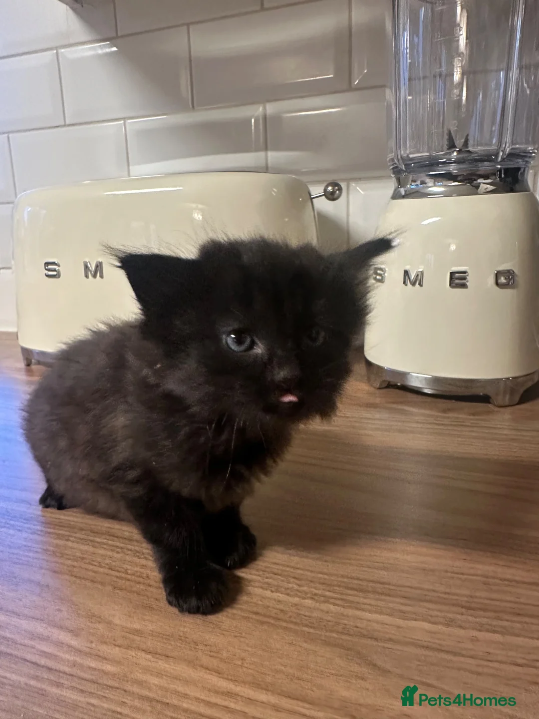 Maine Coon cats for sale: Maine Coon cross Kittens  in York - Advert 1