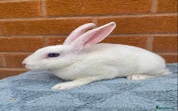 Rex rabbits for sale: Female & male mini rex rabbit kits VIENNA - Image 26