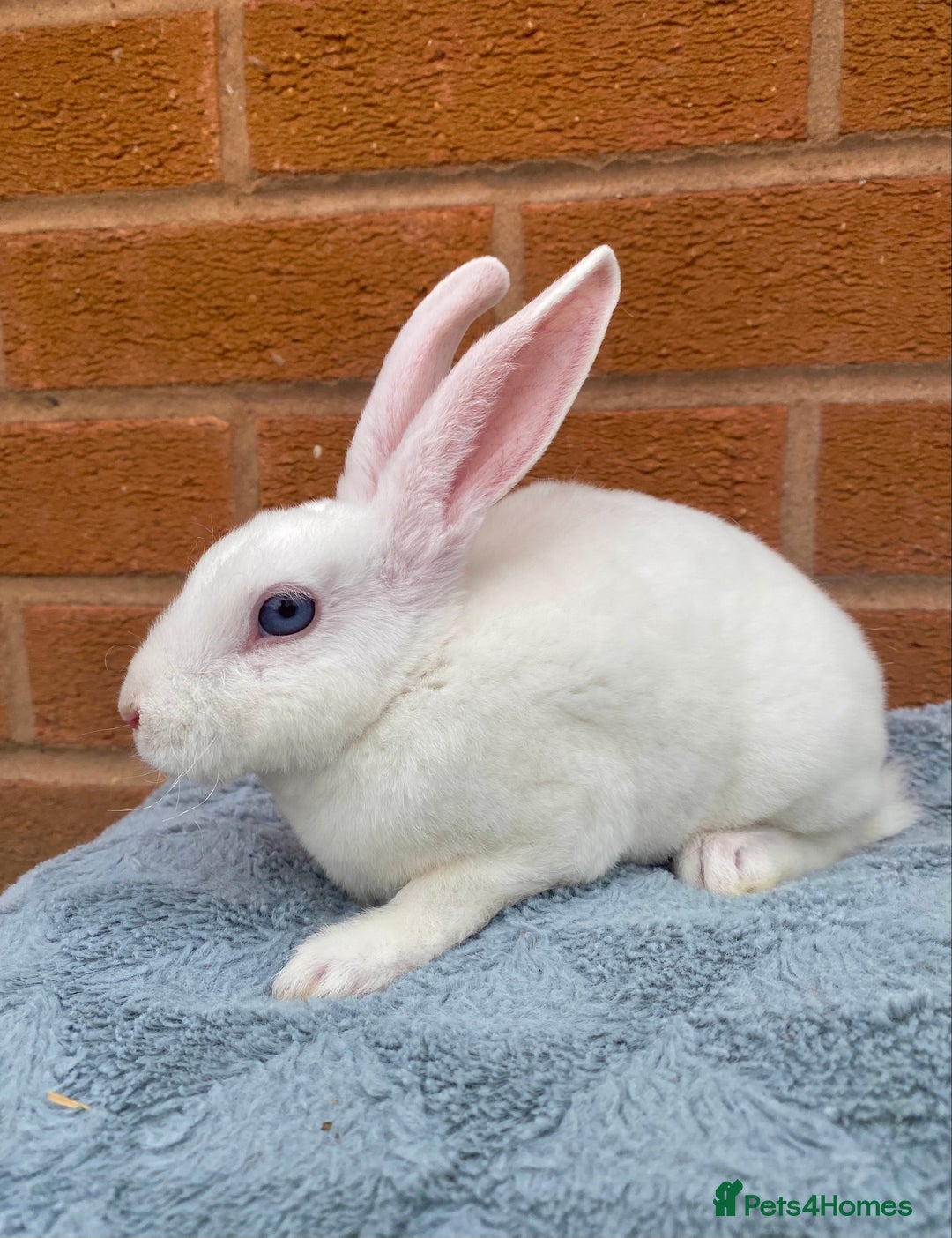Rex rabbits for sale: Female & male mini rex rabbit kits VIENNA - Image 26