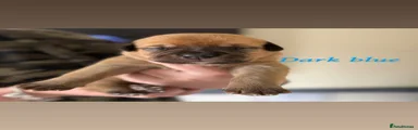 Mixed Breed Puppy 1
