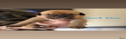 Mixed Breed dogs for sale: Mastiff mixed breed - Advert 11