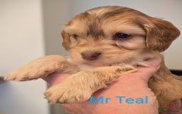 Mixed Breed dogs for sale: Beautiful Miniature Cockerdoodle pups - Image 4