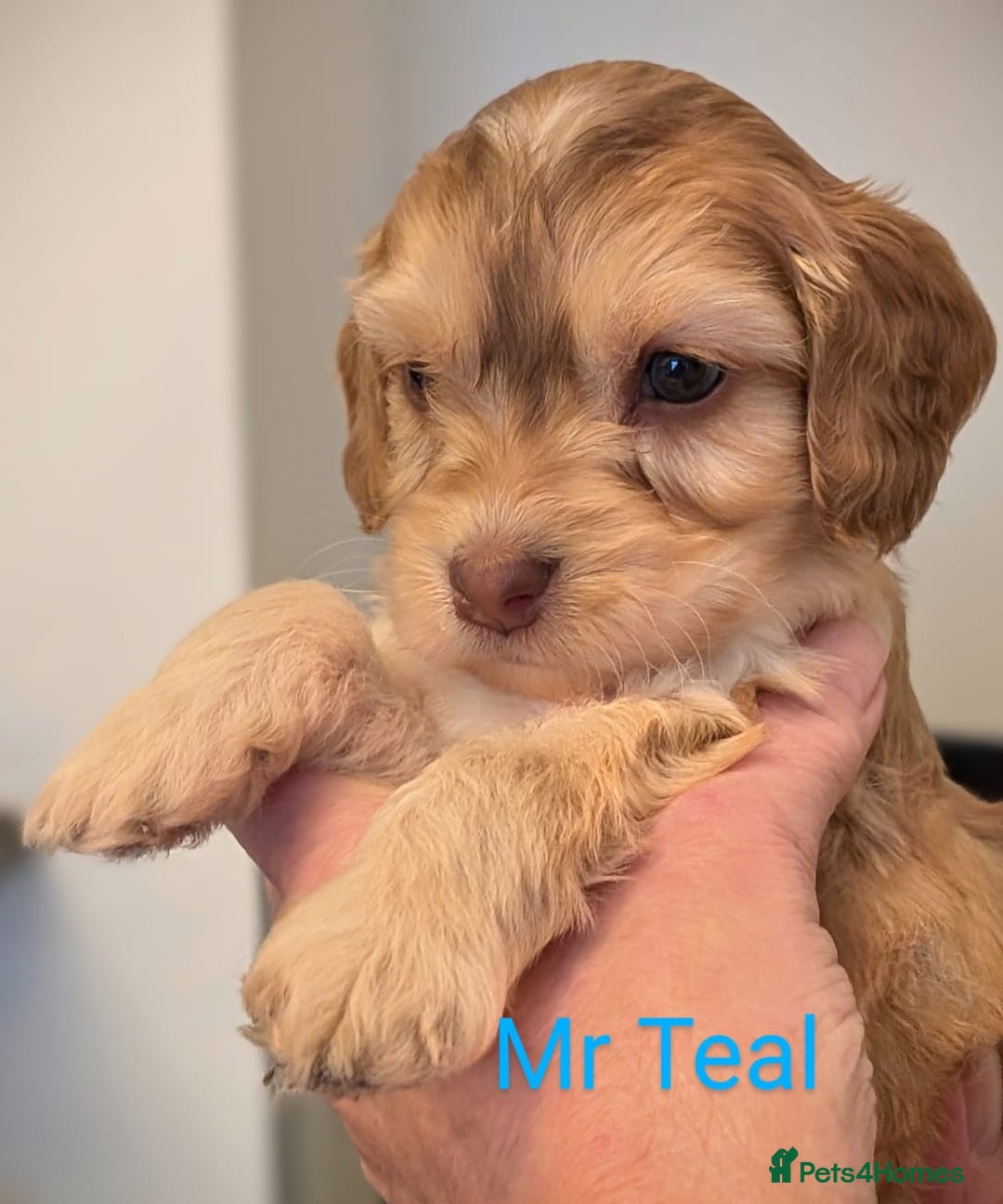 Mixed Breed dogs for sale: Beautiful Miniature Cockerdoodle pups - Image 4