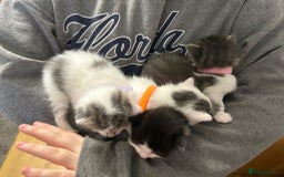 Mixed Breed cats for sale: Beautiful kittens 3 girls 1 boy  - Image 22