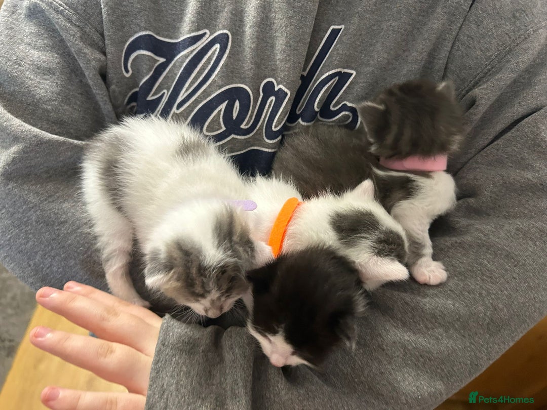 Mixed Breed cats for sale: Beautiful kittens 3 girls 1 boy  - Image 22