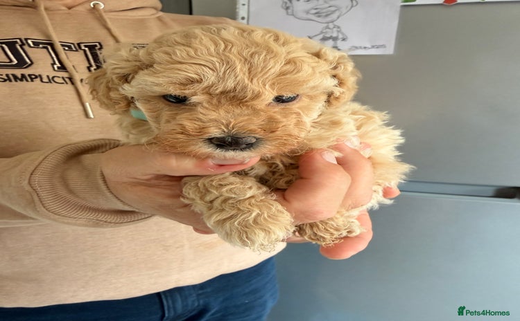 Poochon dogs - Advert 1