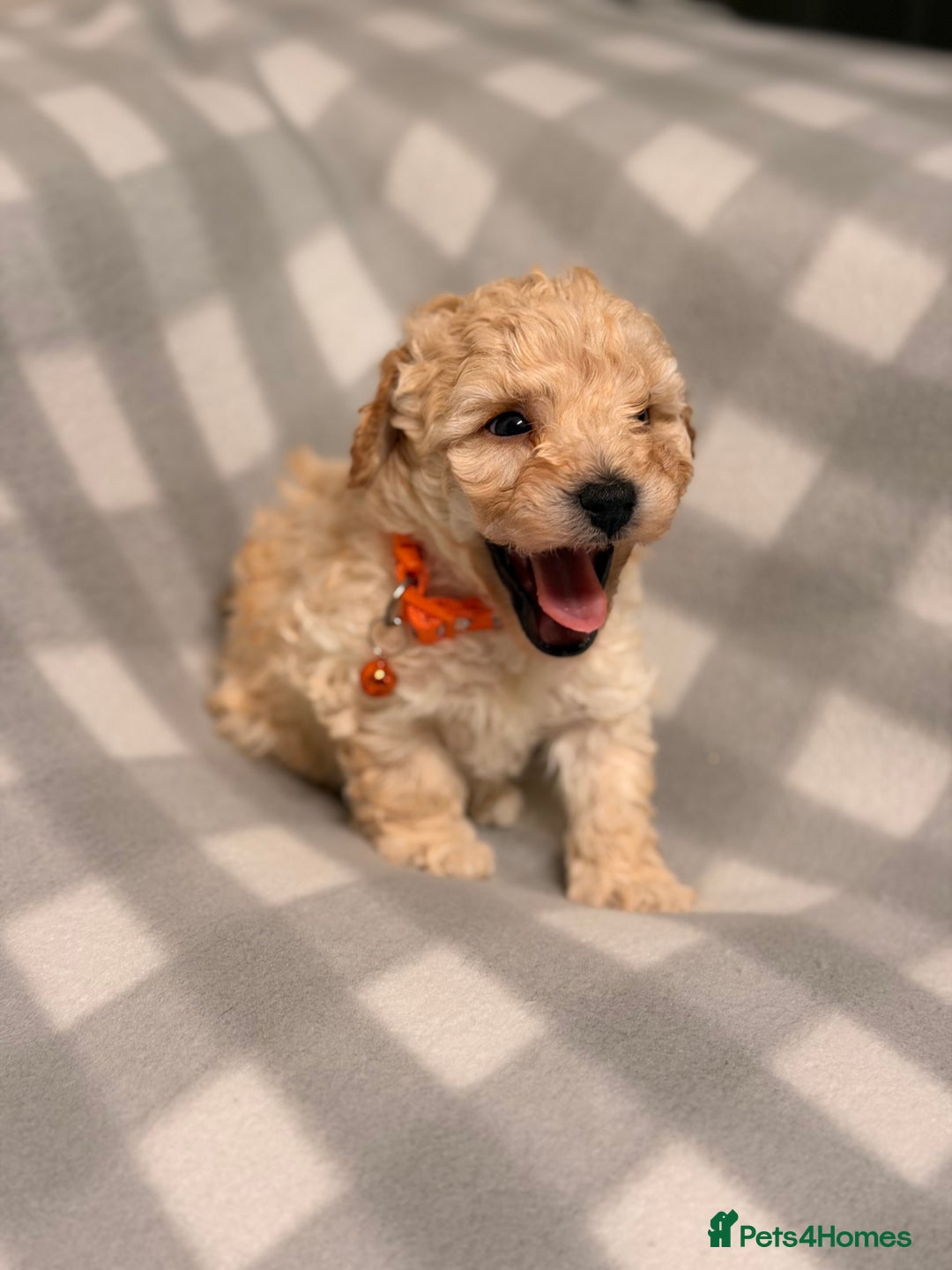 Cavapoochon dogs for sale: Cavapoochon Puppies Available From 12th January - Advert 11