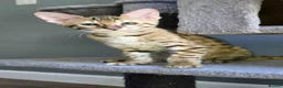 Savannah cats for sale: F3c Savannah kittens  - Advert 5