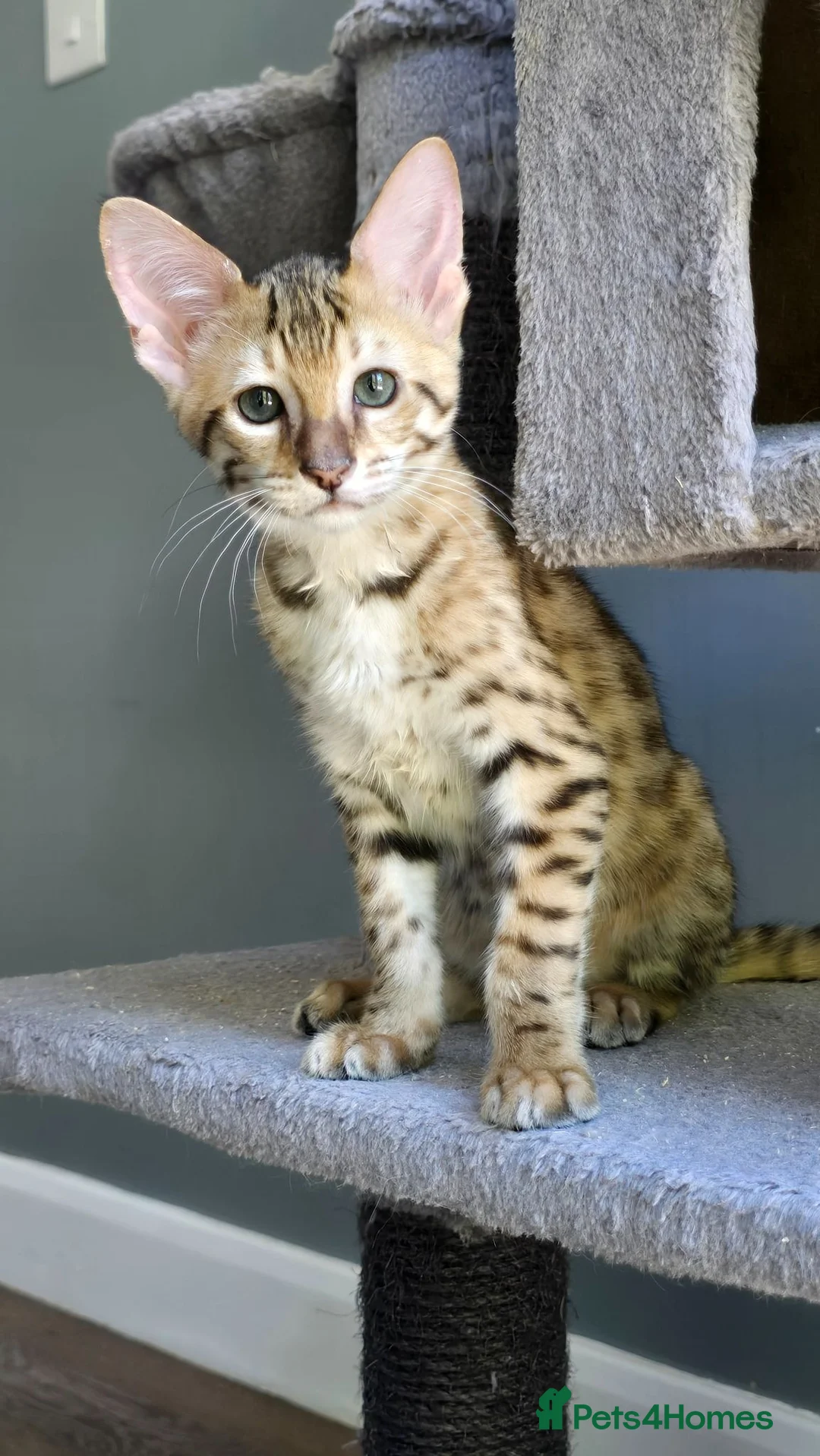 Savannah cats for sale: F3c Savannah kittens  - Advert 5