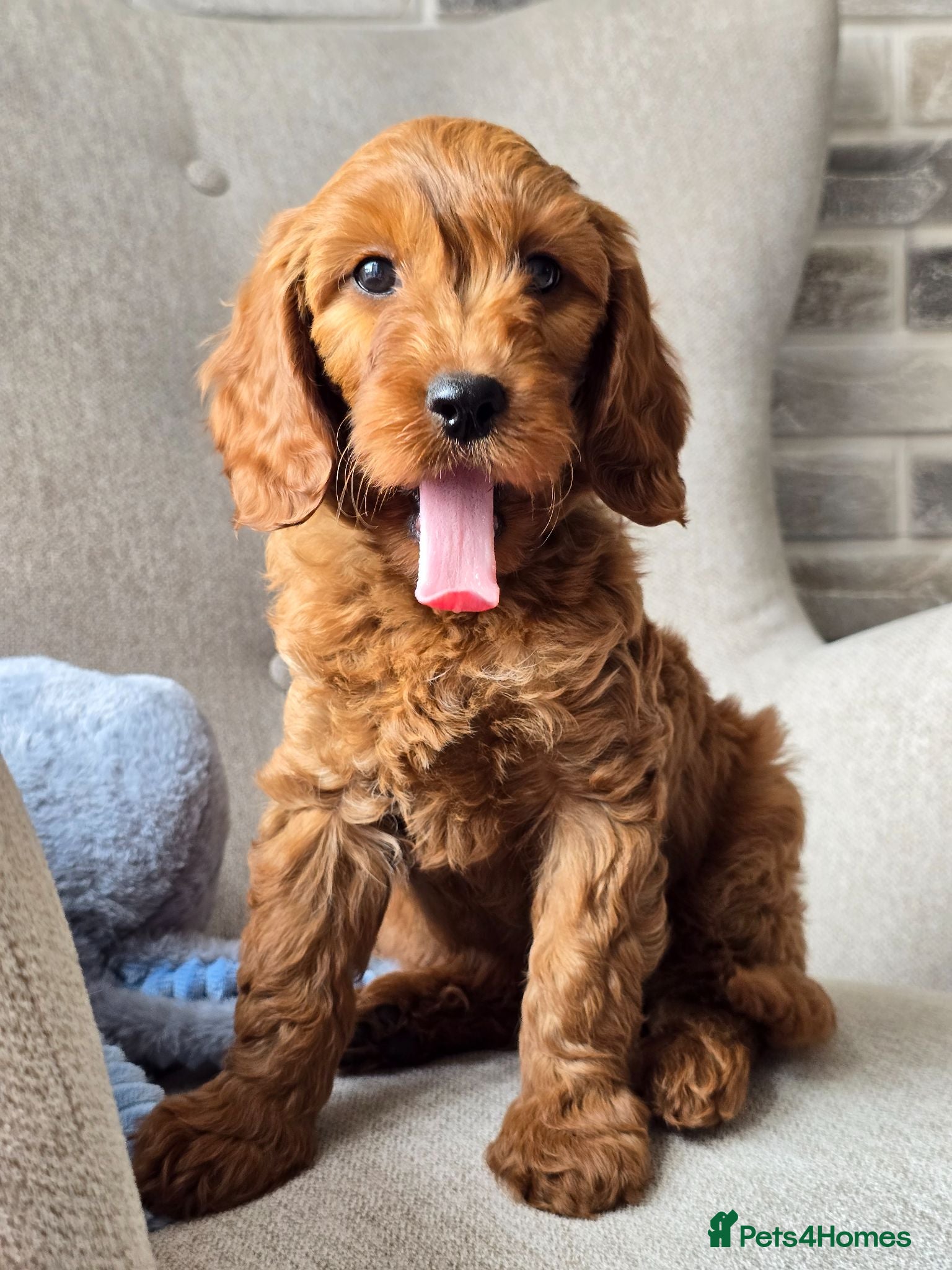 Cavapoo dogs MiniatureF1B💥DNAHealthTestedParents💥FamilyRaised - Advert 1