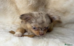 Chihuahua dogs for sale: Chihuahua long coat. Marble  - Image 12