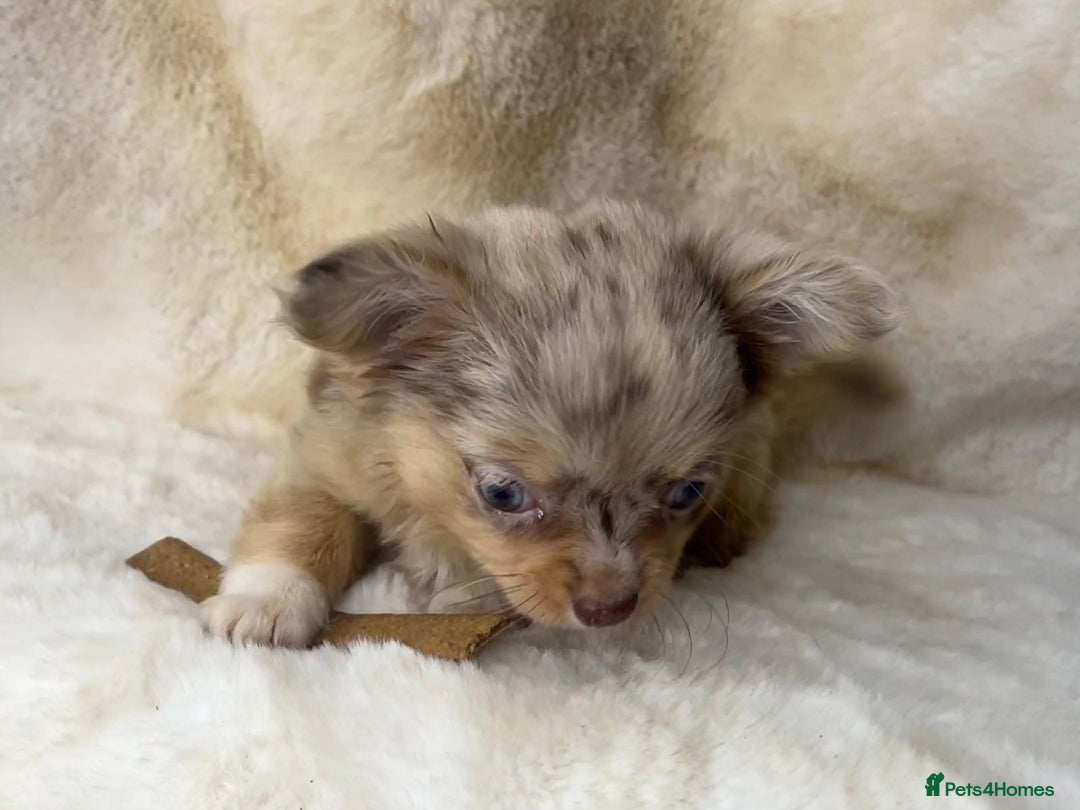 Chihuahua dogs for sale: Chihuahua long coat. Marble  - Image 12