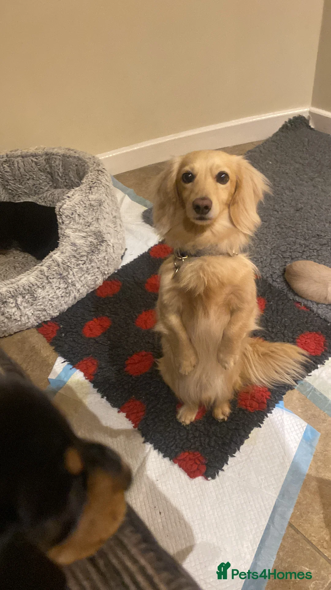 Miniature Dachshund dogs for sale: Little sausages with big characters  - Advert 6