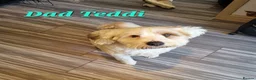 Tibetan Terrier dogs for sale: 7 Tibetan Terrier Puppies  - Advert 28