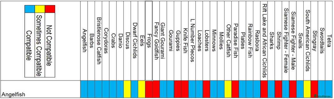 Angelfish fish for sale: Koi Angelfish - Advert 25