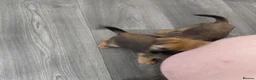 Border Terrier dogs for sale: 4 cracking puppies lookkng forever homes - Advert 11