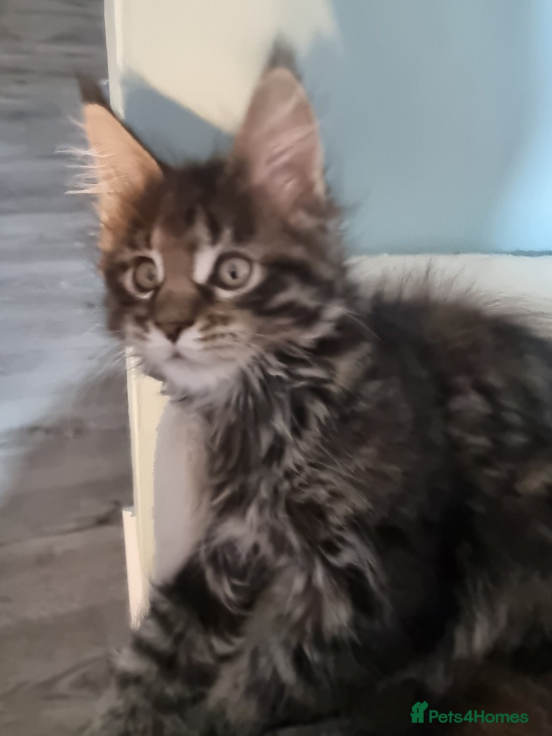 Maine Coon cats for sale: Pedigree GCCF Registered Maincoon Kittens - Image 9
