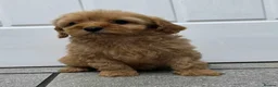 Cavapoo dogs for sale: dna clear f1 red cavapoo puppies , FAMILY REARED in Alford - Advert 19